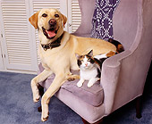 DOK 03 RK0064 06
Calico Cat Laying Chair With Yellow Labrador Retriever