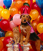 DOK 03 RK0077 09
Mixed Breed Magic And Orange Cat On Pedastal Wearing Party Hats Balloons Background