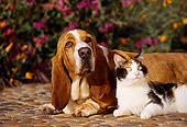 DOK 03 RK0081 02
Basset Hound Chester And Calico Cat Laying On Rock Pavement By Flowers