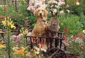 DOK 03 RK0083 03
Golden Retriever Mix Sunday Sitting With Cat Inside Wooden Wheelbarrow By Flower Garden