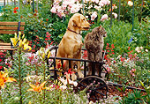 DOK 03 RK0083 13
Golden Retriever Mix Sunday Sitting With Cat Inside Wooden Wheelbarrow By Flower Garden