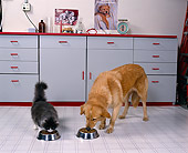 DOK 03 RK0101 08
Golden Retriever Mix And Cat Eating From Bowl
