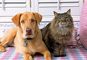 DOK 03 RK0118 05
Mixed Breed Dog And Maine Coon Cat Laying By Pillow