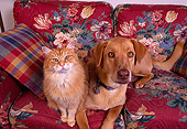 DOK 03 RK0121 21
Mixed Breed And Orange Cat Sitting On Floral Couch Facing Camera