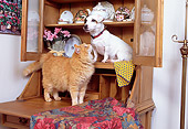 DOK 03 RK0123 08
Jack Russell And Orange Cat Sitting On Wooden Hutch By Pink Flowers And Plates