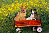 DOK 03 RK0133 13
Mixed Breed And Jack Russell With Cat Sitting In Red Wagon In Yellow Flower Field