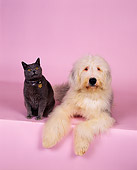 DOK 03 RK0135 02
Old English Sheepdog and British Shorthair