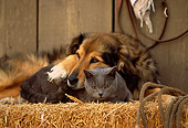 DOK 03 RK0141 01
Collie Labrador Mix and Blue British Shorthair Cat Laying On Hay Bale In Barn Studio