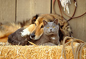 DOK 03 RK0141 10
Collie Labrador Mix and Blue British Shorthair Cat Laying On Hay Bale In Barn Studio