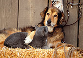 DOK 03 RK0141 14
Collie Labrador Mix and Blue British Shorthair Cat Laying On Hay Bale In Barn Studio