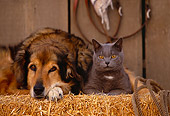 DOK 03 RK0141 27
Collie Labrador Mix and Blue British Shorthair Cat Laying On Hay Bale In Barn Studio