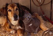 DOK 03 RK0141 35
Collie Labrador Mix and Blue British Shorthair Cat Laying On Hay Bale In Barn Studio