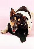 DOK 03 RK0146 06
Pointer-Shepherd Mix Laying With Black Shorthair Cat Studio