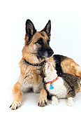 DOK 03 RK0153 09
German Shepherd And Gray Tabby Cat Laying On White Seamless