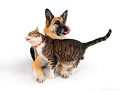 DOK 03 RK0153 25
German Shepherd And Gray Tabby Cat Laying On White Seamless