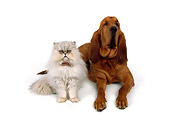 DOK 03 RK0160 01
Bloodhound And Chinchilla Silver Persian On White Seamless Studio