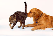 DOK 03 RK0163 22
Golden Retriever And Tabby Cat Laying On White Seamless Studio