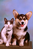 DOK 03 RK0172 10
Welsh Corgi And Cat Sitting Together On Pedestal Facing Camera Blue Mottled Background