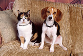 DOK 03 RK0179 08
Beagle And Calico Cat Sitting On Tan Couch