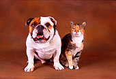 DOK 03 RK0182 01
Bulldog And Calico Cat Sitting Together On Brown Background