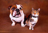 DOK 03 RK0182 16
Bulldog And Calico Cat Sitting Together On Brown Background