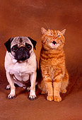 DOK 03 RK0184 07
Pug And Orange British Shorthair Sitting Together On Brown Background