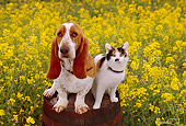 DOK 03 RK0187 04
Basset Hound And Calico Cat Sitting Together On Barrel In Yellow Flower Garden