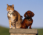 DOK 03 RK0189 11
Mini Dachshund And Multi Color Cat Sitting Together