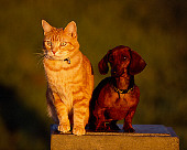 DOK 03 RK0190 06
Mini Dachshund And Orange Cat Sitting Together