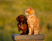DOK 03 RK0190 25
Mini Dachshund And Orange Cat Sitting Together