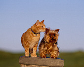 DOK 03 RK0191 07
Yorkshire Terrier And Orange Cat Sitting Together