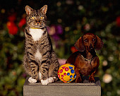 DOK 03 RK0194 01
Mini Dachshund And Gray Tabby Cat Sitting Together