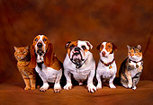DOK 03 RK0195 20
A Group Of Dogs And Cats Sitting Together Brown Mottled Background