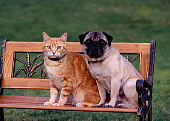 DOK 03 RK0196 01
Pug And Orange Cat Sitting Together On Wooden Bench On Grass