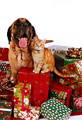 DOK 03 RK0202 06
Bullmastiff And Orange Cat Sitting With Christmas Presents On White Seamless