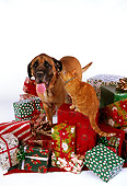 DOK 03 RK0202 09
Bullmastiff And Orange Cat Sitting With Christmas Presents On White Seamless