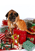 DOK 03 RK0202 10
Bullmastiff And Orange Cat Sitting With Christmas Presents On White Seamless