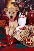 DOK 03 RK0213 02
Mixed Breed Terrier And Calico Cat Sitting In Basket By Christmas Decorations
