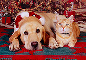 DOK 03 RK0214 05
Labrador Retriever And Orange Cat Laying Down On Christmas Rug