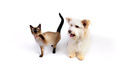 DOK 03 RK0220 01
Mixed Breed Terrier And Siamese Cat On White Seamless