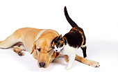 DOK 03 RK0222 01
Labrador Retriever And Calico Cat On White Seamless