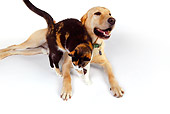 DOK 03 RK0223 01
Labrador Retriever And Calico Cat On White Seamless