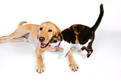DOK 03 RK0224 01
Labrador Retriever And Calico Cat On White Seamless