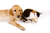 DOK 03 RK0228 01
Labrador Retriever And Calico Cat On White Seamless