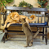 DOK 03 RS0005 04
Mixed-Breed Dog On Bench Sniffing Gray Tabby Cat