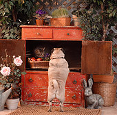 DOK 03 RS0015 01
Pug And Tabby Cat In Garden Cabinet