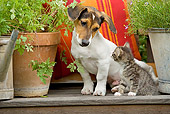 DOK 04 JE0001 01
Jack Russel Terrier And Tabby Kitten Sitting On Bench With Potted Plant And Purple Daisies In Bucket