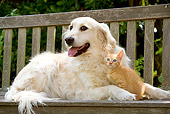 DOK 04 JE0002 01
Golden Retriever And Orange Alley Kitten On Bench