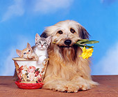 DOK 04 RK0002 07
Mixed Breed With Flower In Mouth With Two Kittens In Flower Pot Blue Sky