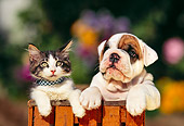 DOK 04 RK0012 26
Head Shot Of Bulldog Puppy And Gray And White Kitten In Wooden Barrel